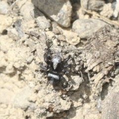 Salpesia sp. (genus) (Salpesia Jumping Spider) at Bango Nature Reserve - 3 Feb 2022 by AlisonMilton
