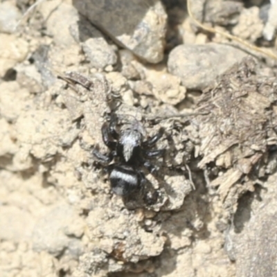 Salpesia sp. (genus) (Salpesia Jumping Spider) at Bango, NSW - 3 Feb 2022 by AlisonMilton