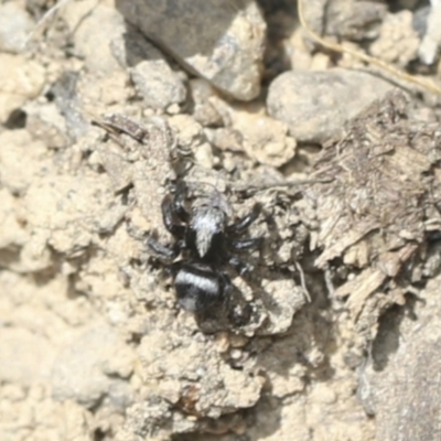 Salpesia sp. (genus) (Salpesia Jumping Spider) at Bango Nature Reserve - 3 Feb 2022 by AlisonMilton