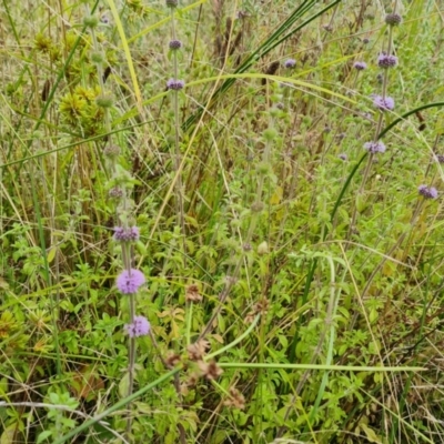 Mentha x piperita (Peppermint) at Mount Mugga Mugga - 6 Feb 2022 by Mike