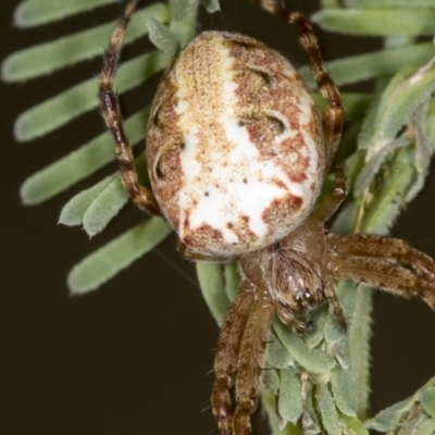 Plebs eburnus (Eastern bush orb-weaver) at Bango Nature Reserve - 3 Feb 2022 by AlisonMilton