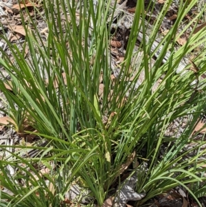 Lomandra longifolia at Molonglo Valley, ACT - 6 Feb 2022