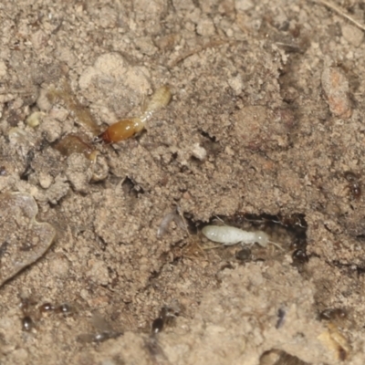 Coptotermes sp. (genus) (Termite) at Bango, NSW - 3 Feb 2022 by AlisonMilton