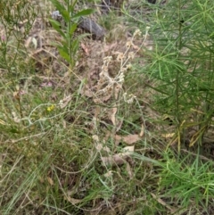 Pseudognaphalium luteoalbum (Jersey Cudweed) at Molonglo Valley, ACT - 6 Feb 2022 by abread111