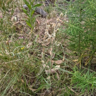 Pseudognaphalium luteoalbum (Jersey Cudweed) at Molonglo Valley, ACT - 6 Feb 2022 by abread111