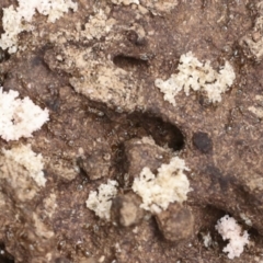 Dolichoderinae (subfamily) at Bango, NSW - 3 Feb 2022 by AlisonMilton