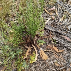 Cheilanthes sieberi at Molonglo Valley, ACT - 6 Feb 2022