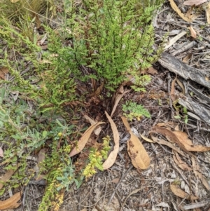 Cheilanthes sieberi at Molonglo Valley, ACT - 6 Feb 2022 12:33 PM