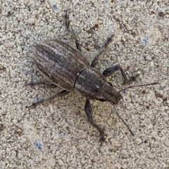 Naupactus leucoloma (White-fringed weevil) at Jerrabomberra, NSW - 6 Feb 2022 by SteveBorkowskis