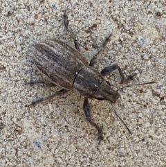 Naupactus leucoloma (White-fringed weevil) at Jerrabomberra, NSW - 6 Feb 2022 by Steve_Bok