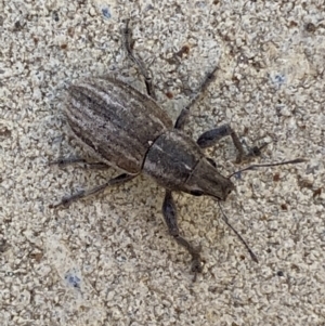 Naupactus leucoloma at Jerrabomberra, NSW - 6 Feb 2022