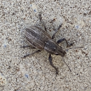 Naupactus leucoloma at Jerrabomberra, NSW - 6 Feb 2022