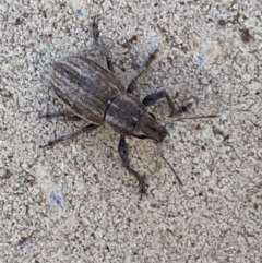 Naupactus leucoloma at Jerrabomberra, NSW - 6 Feb 2022