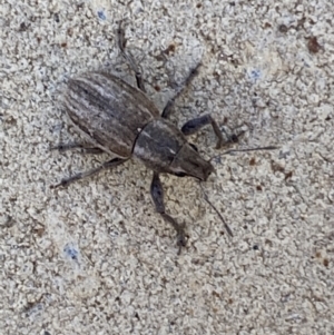 Naupactus leucoloma at Jerrabomberra, NSW - 6 Feb 2022