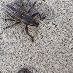 Naupactus leucoloma at Jerrabomberra, NSW - 6 Feb 2022