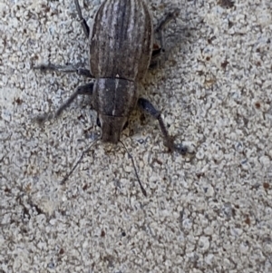 Naupactus leucoloma at Jerrabomberra, NSW - 6 Feb 2022