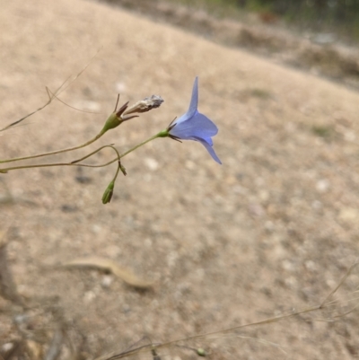 Wahlenbergia capillaris (Tufted Bluebell) at Molonglo Valley, ACT - 6 Feb 2022 by abread111