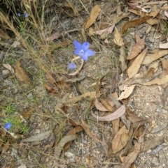 Wahlenbergia capillaris at Molonglo Valley, ACT - 6 Feb 2022