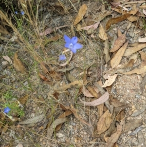 Wahlenbergia capillaris at Molonglo Valley, ACT - 6 Feb 2022