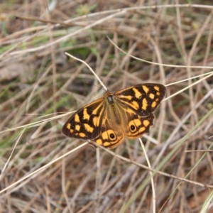 Heteronympha paradelpha at Ainslie, ACT - 6 Feb 2022 12:22 PM