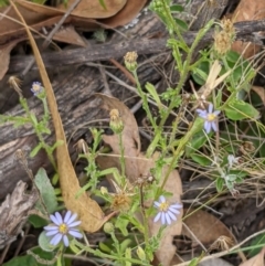 Vittadinia cuneata var. cuneata (Fuzzy New Holland Daisy) at Molonglo Valley, ACT - 6 Feb 2022 by abread111