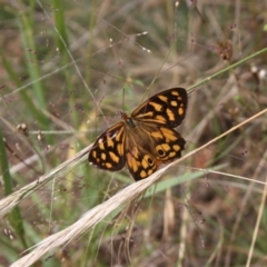 Heteronympha paradelpha (Spotted Brown) at Ainslie, ACT - 6 Feb 2022 by DavidForrester