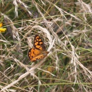 Heteronympha penelope at Ainslie, ACT - 6 Feb 2022