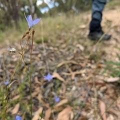 Wahlenbergia capillaris (Tufted Bluebell) at Molonglo Valley, ACT - 6 Feb 2022 by abread111