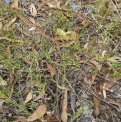 Wahlenbergia capillaris at Molonglo Valley, ACT - 6 Feb 2022