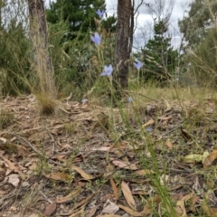 Wahlenbergia capillaris at Molonglo Valley, ACT - 6 Feb 2022