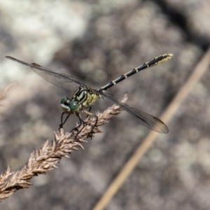 Austrogomphus guerini at Rendezvous Creek, ACT - 23 Jan 2022 03:13 PM