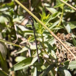 Synlestes weyersii at Rendezvous Creek, ACT - 23 Jan 2022