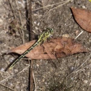 Austrogomphus guerini at Rendezvous Creek, ACT - 23 Jan 2022