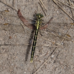 Austrogomphus guerini at Rendezvous Creek, ACT - 23 Jan 2022