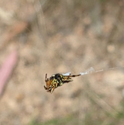 Austracantha minax (Christmas Spider, Jewel Spider) at Molonglo Valley, ACT - 6 Feb 2022 by abread111