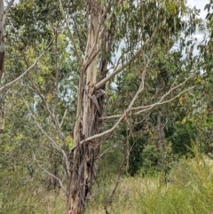 Eucalyptus globulus subsp. bicostata (Southern Blue Gum, Eurabbie) at Molonglo Valley, ACT - 6 Feb 2022 by abread111