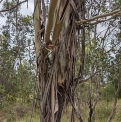 Eucalyptus globulus subsp. bicostata at Molonglo Valley, ACT - 6 Feb 2022