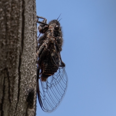 Pauropsalta mneme (Alarm Clock Squawker) at Rendezvous Creek, ACT - 23 Jan 2022 by SWishart