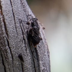 Pauropsalta mneme at Rendezvous Creek, ACT - 23 Jan 2022