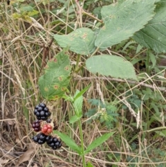 Rubus anglocandicans (Blackberry) at Molonglo Valley, ACT - 6 Feb 2022 by abread111