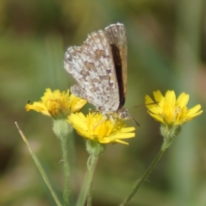 Lucia limbaria at Weetangera, ACT - 20 Jan 2019