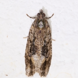 Thrincophora lignigerana at Melba, ACT - 2 Dec 2021