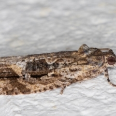 Thrincophora lignigerana at Melba, ACT - 2 Dec 2021