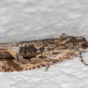 Thrincophora lignigerana at Melba, ACT - 2 Dec 2021