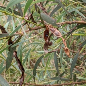 Acacia rubida at Molonglo Valley, ACT - 6 Feb 2022 12:59 PM