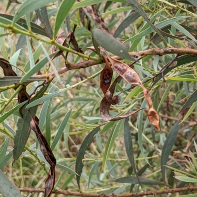 Acacia rubida (Red-stemmed Wattle, Red-leaved Wattle) at Molonglo Valley, ACT - 6 Feb 2022 by abread111