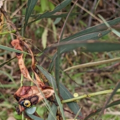 Acacia rubida at Molonglo Valley, ACT - 6 Feb 2022 12:59 PM