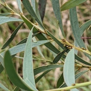 Acacia rubida at Molonglo Valley, ACT - 6 Feb 2022 12:59 PM