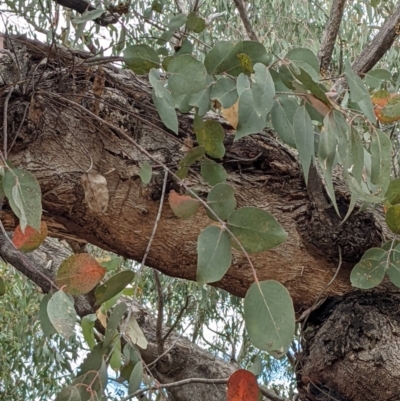 Eucalyptus dives (Broad-leaved Peppermint) at Molonglo Valley, ACT - 6 Feb 2022 by abread111