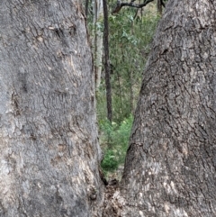 Eucalyptus dives at Denman Prospect 2 Estate Deferred Area (Block 12) - 6 Feb 2022